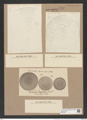 Stictodiscus haitianus Tr. et W. (de-Toni-Nr.: Genus 205, Species 5238) Zeichnungen Sammlung Grunow Nr. 9031 (NHMW-BOT-W0378753)